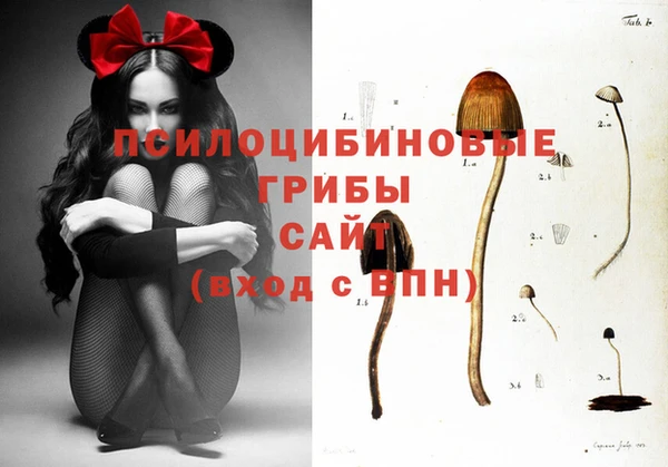 прущие грибы Нефтекумск